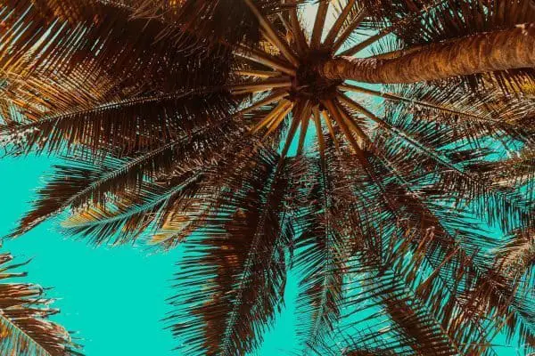 Palm Tree Top Palm Tree Top