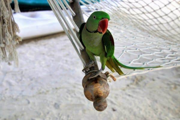Parrot on a Hammock Parrot on a Hammock